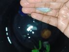 এই মুড়ি মাছটি বিক্রি করা হবে