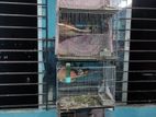 এই পাখি গুলো বিক্রি হবে সব