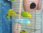 এই পাখিগুলো এবং খাঁচা সহ বিক্রি করে দেব,, সব ভালো আছে কোন সমস্যা নাই,,