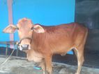 এই শাহীওয়াল গাভী