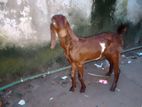 এই তোতাপুরী পরে ছাগলটি বিক্রি হবে