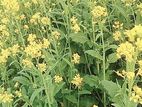 এক দাগে ৪ বিঘা ধানী জমি বিক্রি করতে চাই ।