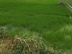 এক দাগে রাস্তার পাশে ৩ বিঘা জমি বিক্রয় করা হবে
