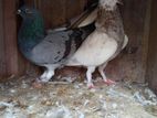 Pigeons Bird