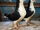 এক জোড়া বিগ সাইজ লাহরি কবুতর বিক্রি করা হবে