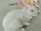 Rabbit for sell