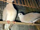 এক জোড়া ঘুঘু বিক্রি হবে