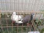 এক জোড়া কবুতর বিক্রি হবে