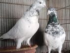 এক জোড়া কবুতর বিক্রি করা হবে