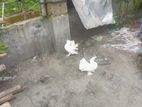 এক জোড়া কবুতর