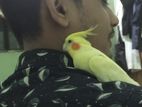 এক জোড়া কোকাটেল পাখি