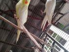 এক জোড়া কোকাটেল পাখি হাত বদলে হবে