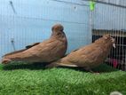 এক জোড়া লাল বোম্বাই কবুতর বিক্রি হবে,
