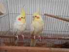 এক জোড়া লুটিনো কোকাটেল/ Lutino Cockatiel/kokatel