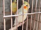 এক জোড়া মেল এবং ফিমেল ককাটেল বিক্রি হবে