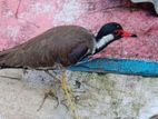 Bird Sell