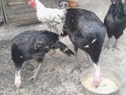 এক জোড়া পিওর টার্কি