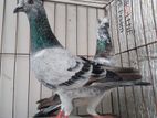 এক জোড়া রানিং গ্রিজেল পেয়ার
