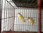 Bird For Sale