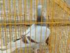 এক জোড়া রেসার কবুতর বিক্রি করব