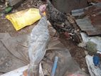 এক জোড়া র্টাকি মুরগি বিক্রি করা হবে