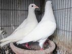 এক জোড়া সাদা বাগদাদী হুমা রানিং