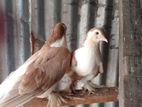 এক জোড়া সিরাজী কবুতর বিক্রি হবে ডিম বাচ্চা রানিং