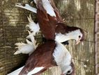 এক জোড়া সিরাজী ও লাল বোম্বাই
