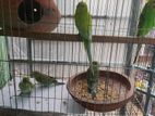Bird for sale