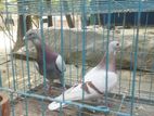 এক জোরা মিলি কবুতর বিক্রি করা হবে খাঁচা সহ