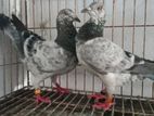 এক জোরা রানিং গিরিজেল কবুতর বিক্রি হবে