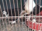 এক জোরা সিরাজি কবুতর