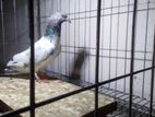 এক জোড়া গোল্ডেন কবুতর বিক্রি