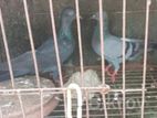এক জোড়া জালালি কবুতর