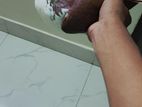 এক জোড়া কবুতর বিক্রি করা হবে।