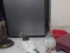 এক জোড়া কবুতর বিক্রি করা হবে।