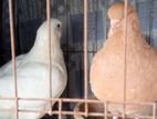 এক জোড়া কিং কবুতার বিক্রি হবে