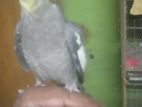 এক জোড়া ককাটেল সেল করা হবে