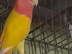 এক জোড়া লাভবার্ডস