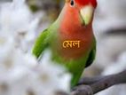 এক জোড়া লাভবাট ডিম সহ