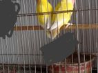 এক জোড়া লুটিনো পিস ফেস রেড আই বিক্রি হবে