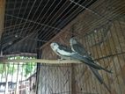 এক জোড়া মাস্টার পেয়ার ককাটেল বিক্রি করা হবে