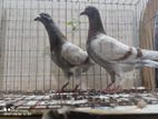 এক জোড়া মিলি রেসার বিক্রয় হবে।