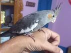 এক জোড়া রানিং ককাটেল পাখি