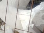 এক জোড়া রানিং লক্ষা বিক্রি হবে