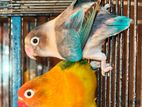 এক জোড়া সুস্থ ও সুন্দর লাভবার্ড (Lovebirds) বিক্রয় হবে