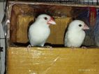 এক জুড়া সাদা জাভা রানিং পাখি সেল হবে