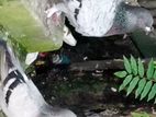এক জুরা বিগ সাইজ রানিং রেসার কবুতর বিক্রি করব