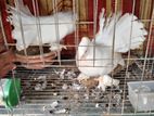 এক জুরা লক্ষা আরেক বুম্বাই কবুতর বিক্রি হবে