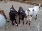 এক মায়ের বাচ্চা ৩ টি ছাগল বিক্রি করা হইবে